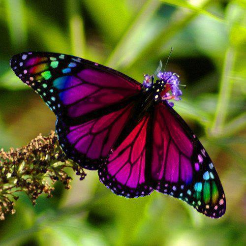 magenta-butterfly